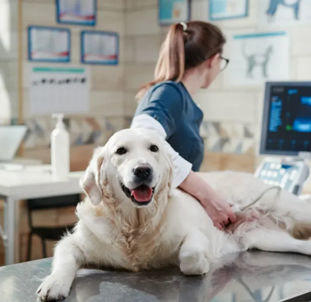 Dog on veterinary table